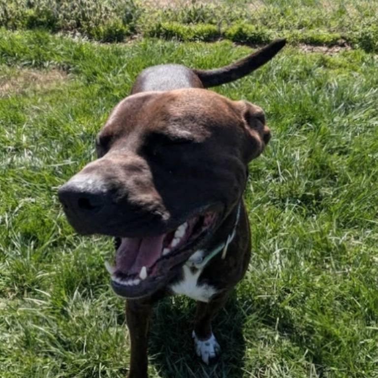 Enlarge Loki, a Adoptable Mixed Breed in Jeffersonville, IN image 4/4