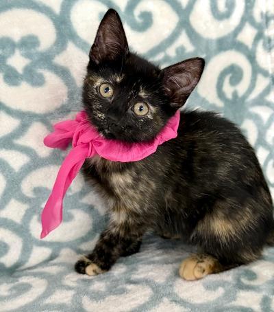 Enlarge Victoria, a ADOPTABLE Domestic Short Hair in Greenburgh, NY image 1/3