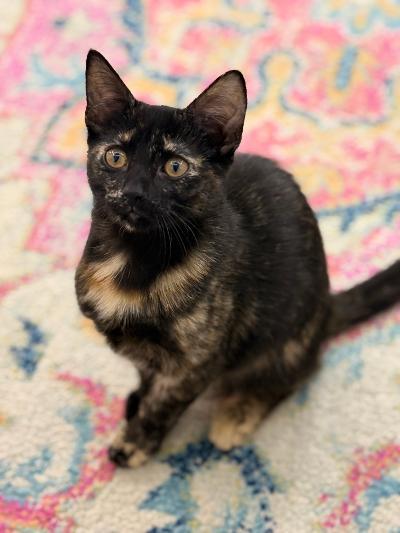 Enlarge Victoria, a ADOPTABLE Domestic Short Hair in Greenburgh, NY image 3/3