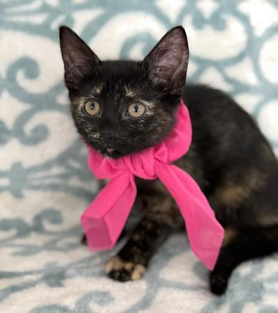 Enlarge Victoria, a ADOPTABLE Domestic Short Hair in Greenburgh, NY image 2/3