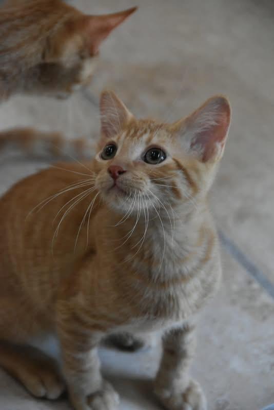 Wicky (BSM-fostered in TN) photo 3