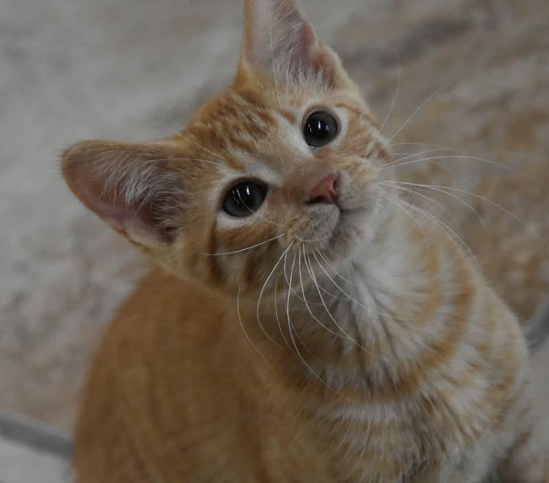 Wicky (BSM-fostered in TN) photo 4