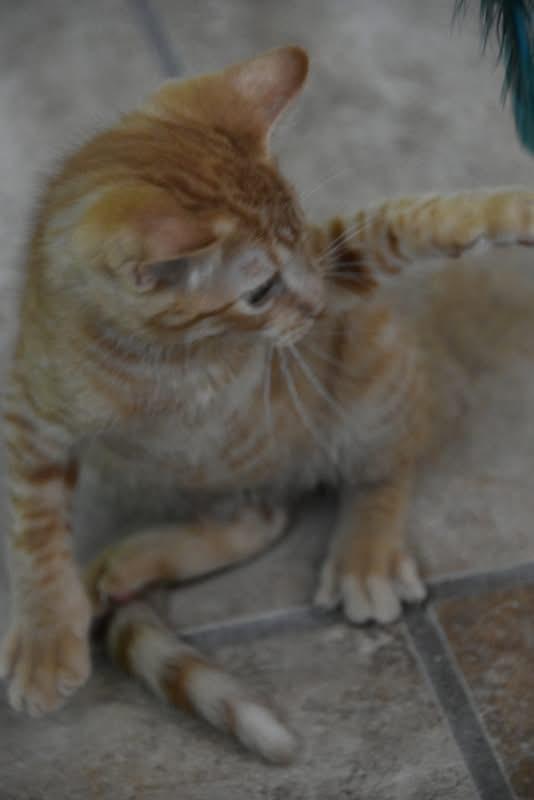 Wicky (BSM-fostered in TN) photo 2