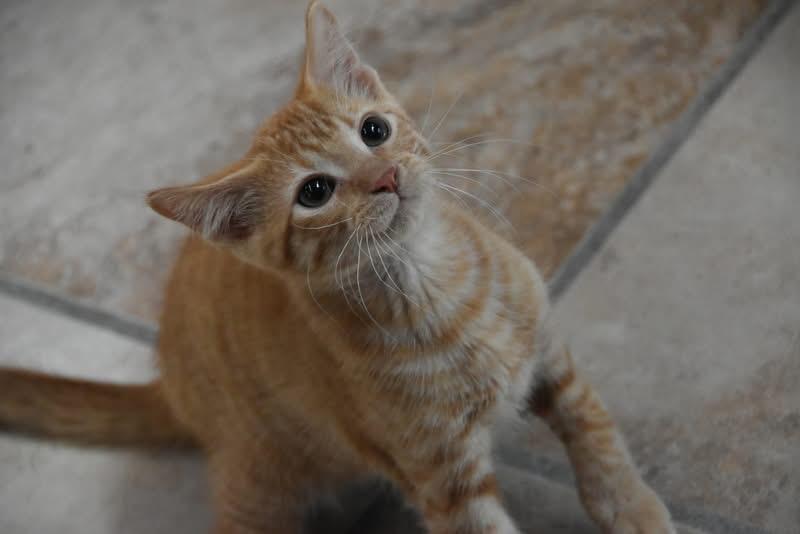 Wicky (BSM-fostered in TN), Baby Male unknown