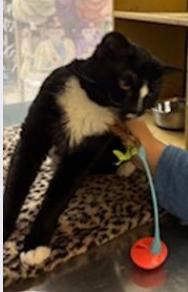 Enlarge Manny, a Adoptable Domestic Short Hair in Ashland, VA image 2/6