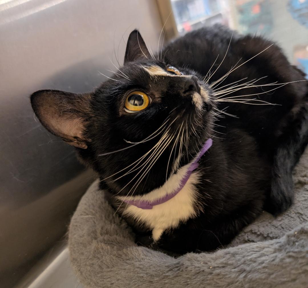 Manny, a Adoptable Domestic Short Hair in Ashland, VA image 2/4