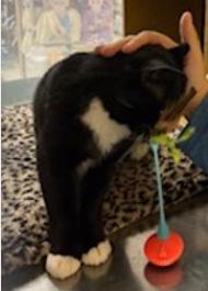 Enlarge Manny, a Adoptable Domestic Short Hair in Ashland, VA image 4/6