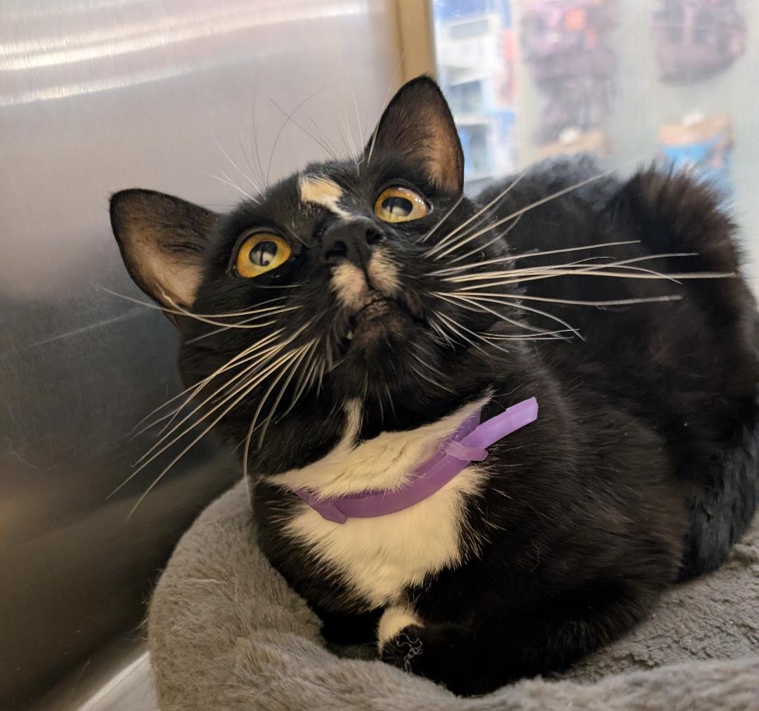 Manny, a Adoptable Domestic Short Hair in Ashland, VA image 3/4