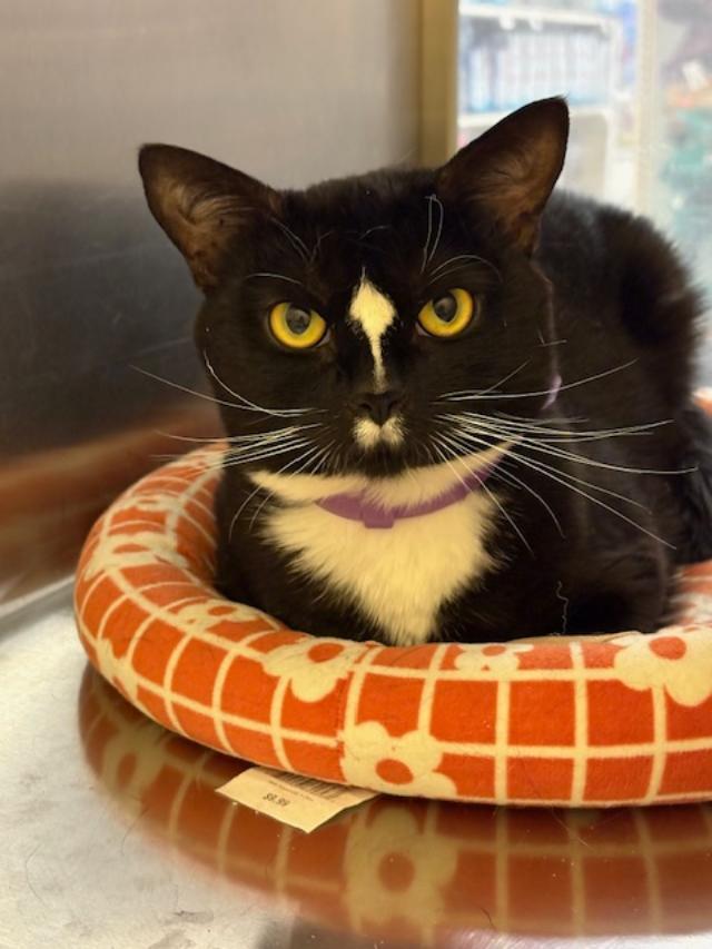 Manny, a Adoptable Domestic Short Hair in Ashland, VA image 4/4