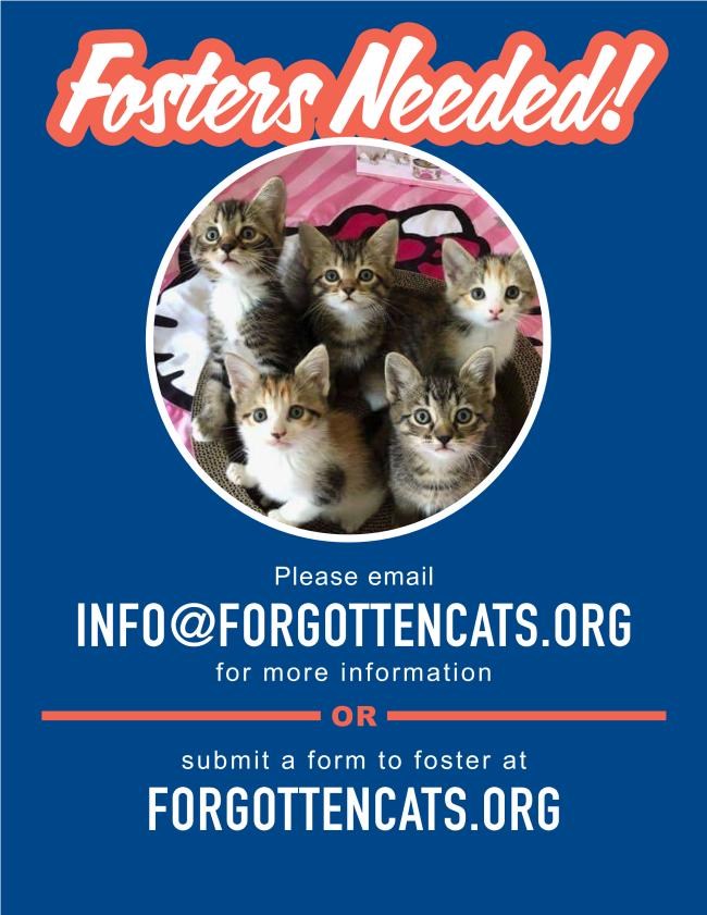 Enlarge Fosters Requested (Willow Grove, PA), a Adoptable Domestic Short Hair in Willow Grove, PA image 1/3