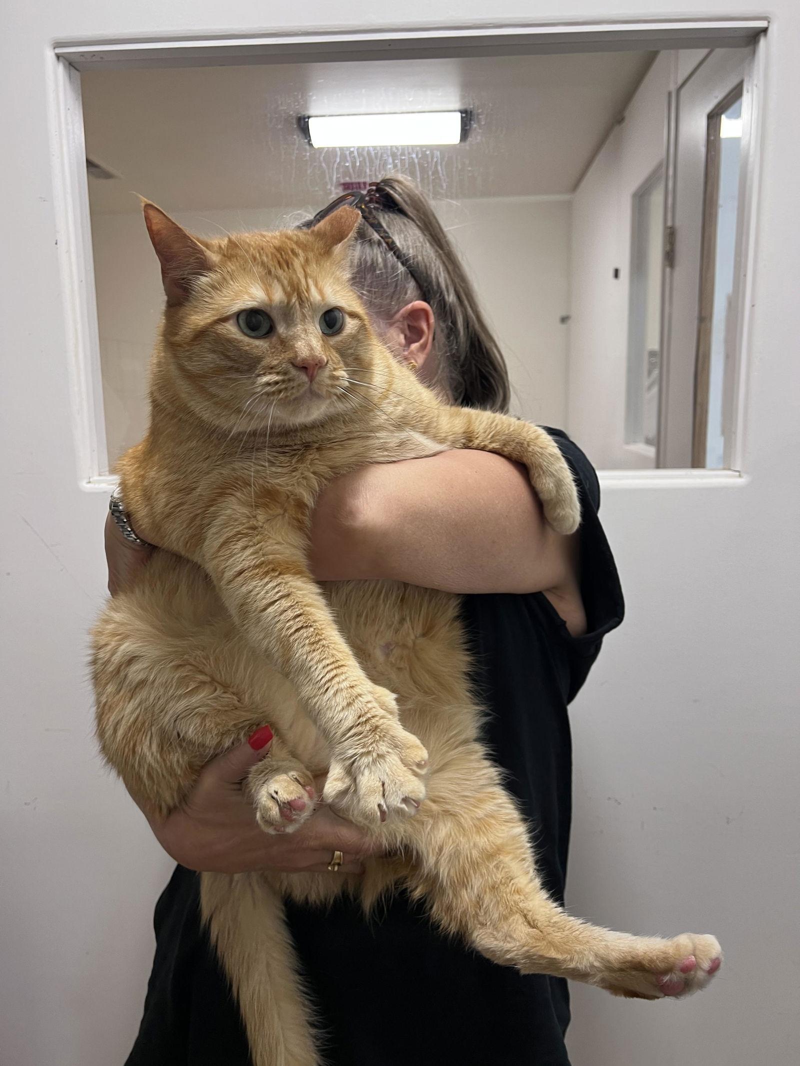 Enlarge Fosters Requested (Willow Grove, PA), a Adoptable Domestic Short Hair in Willow Grove, PA image 2/3