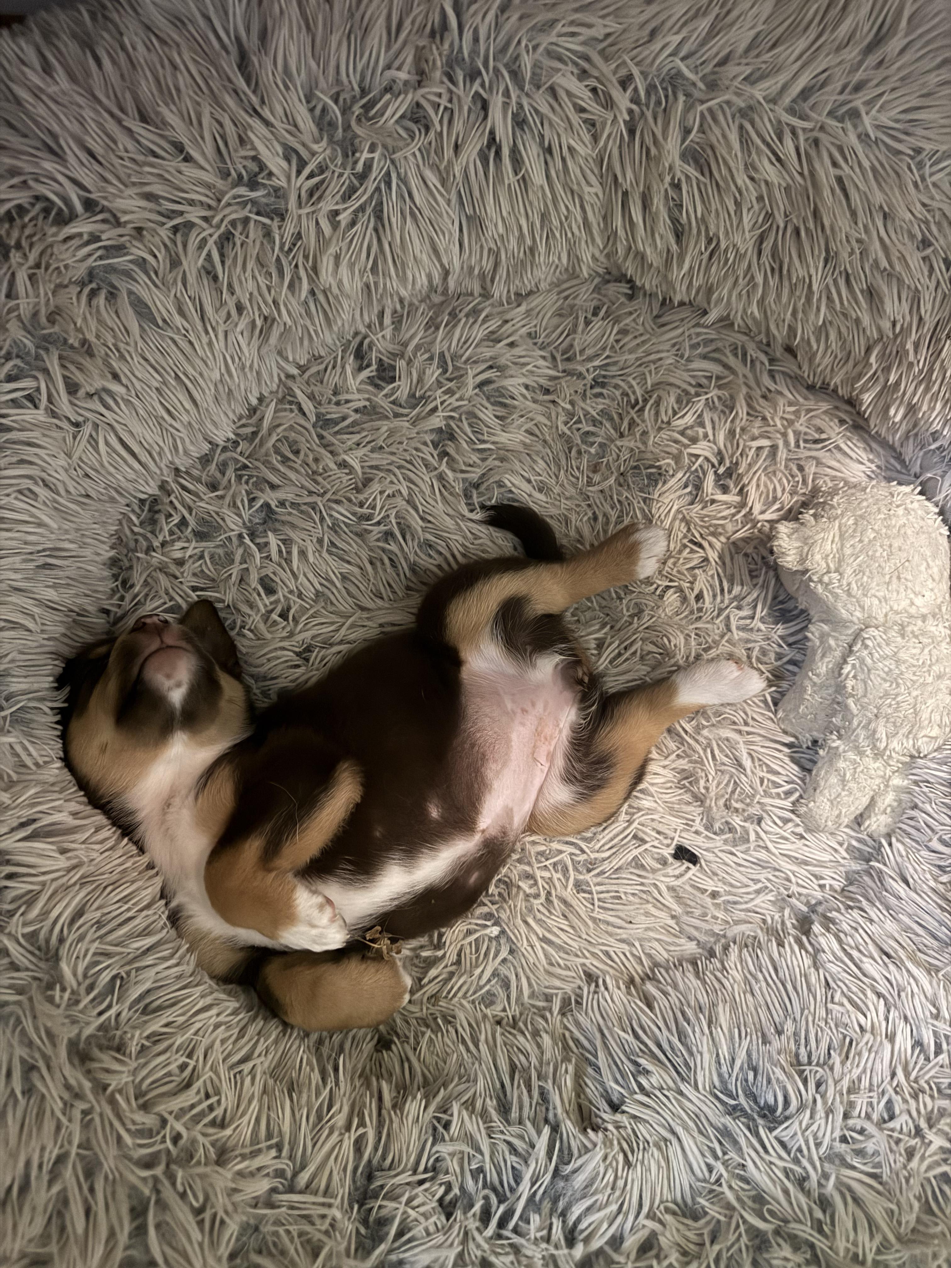 Enlarge Lucy, a ADOPTABLE mixed breed in Saskatoon, SK image 6/6