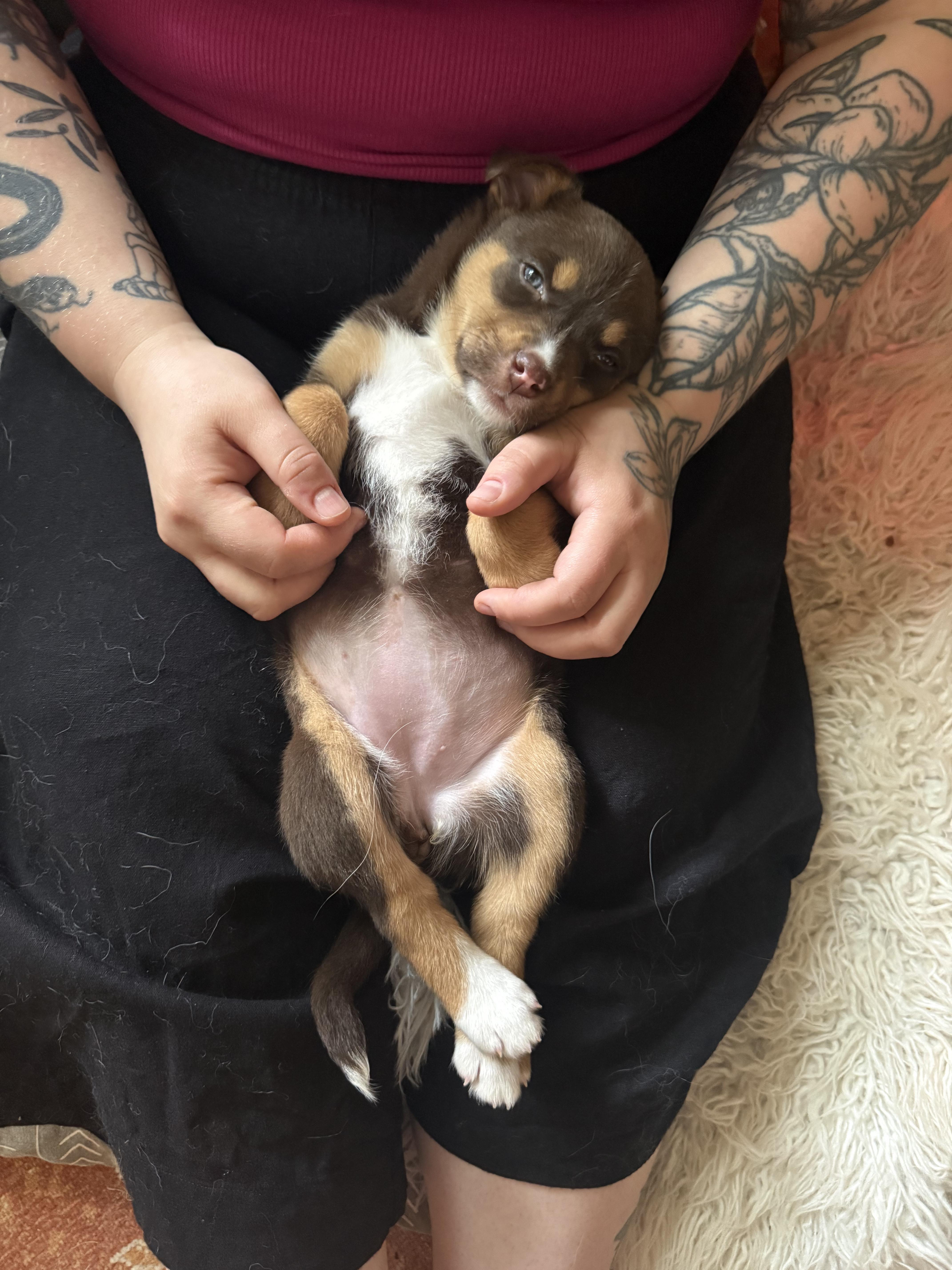 Enlarge Lucy, a ADOPTABLE mixed breed in Saskatoon, SK image 2/6