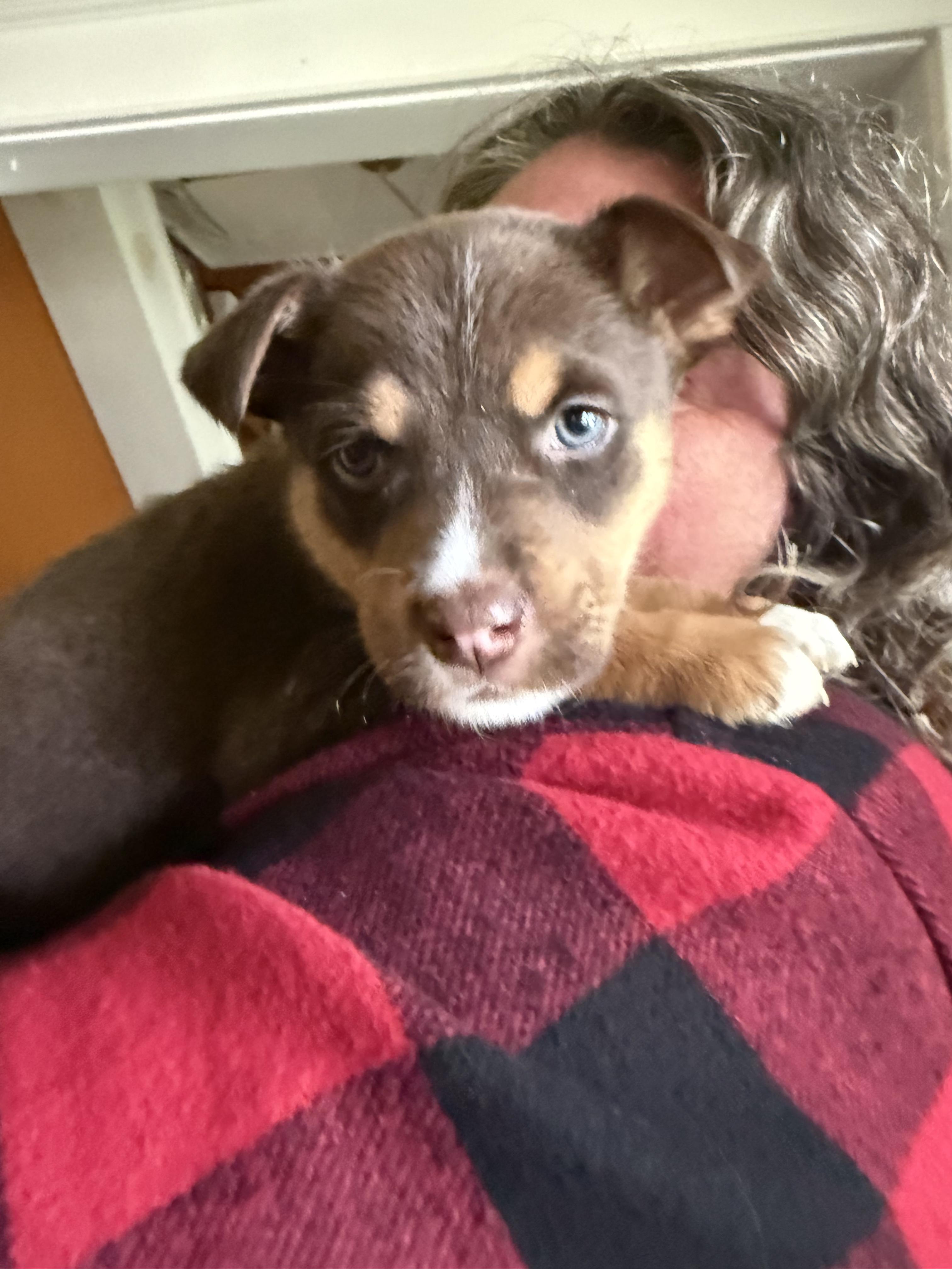 Enlarge Lucy, a ADOPTABLE mixed breed in Saskatoon, SK image 4/6