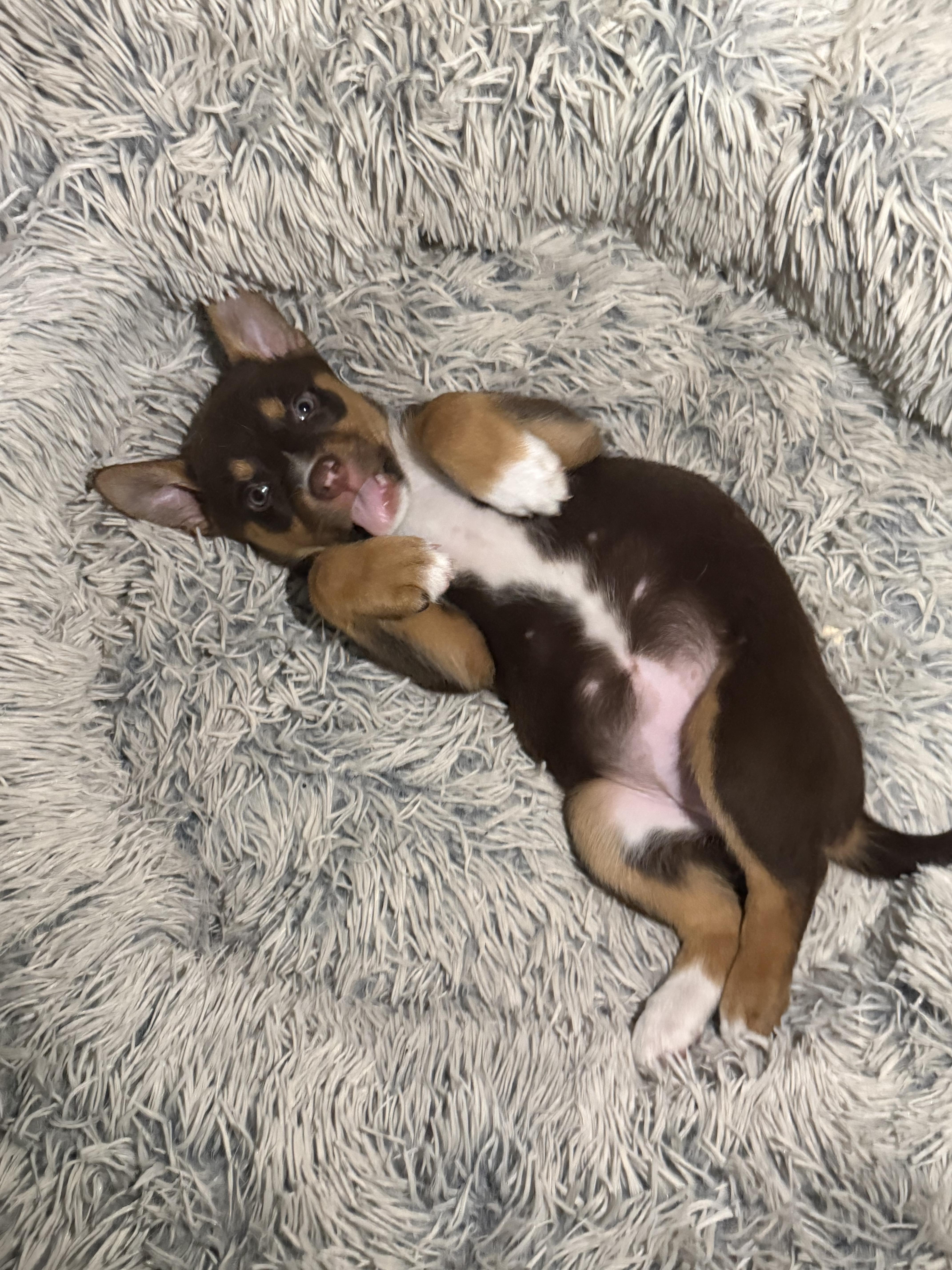 Lucy, ADOPTABLE, Puppy Female Mixed Breed.