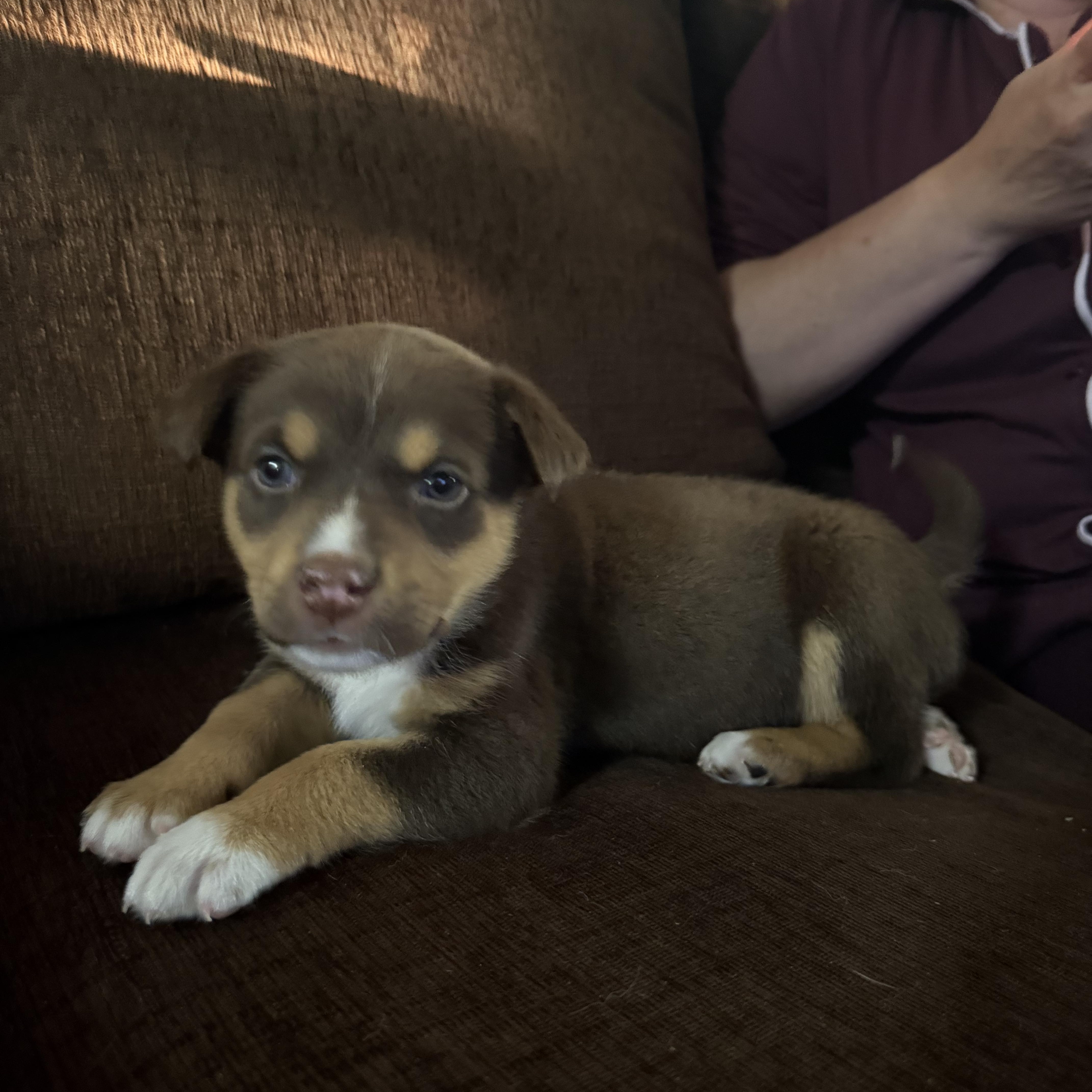 Enlarge Lucy, a ADOPTABLE mixed breed in Saskatoon, SK image 5/6