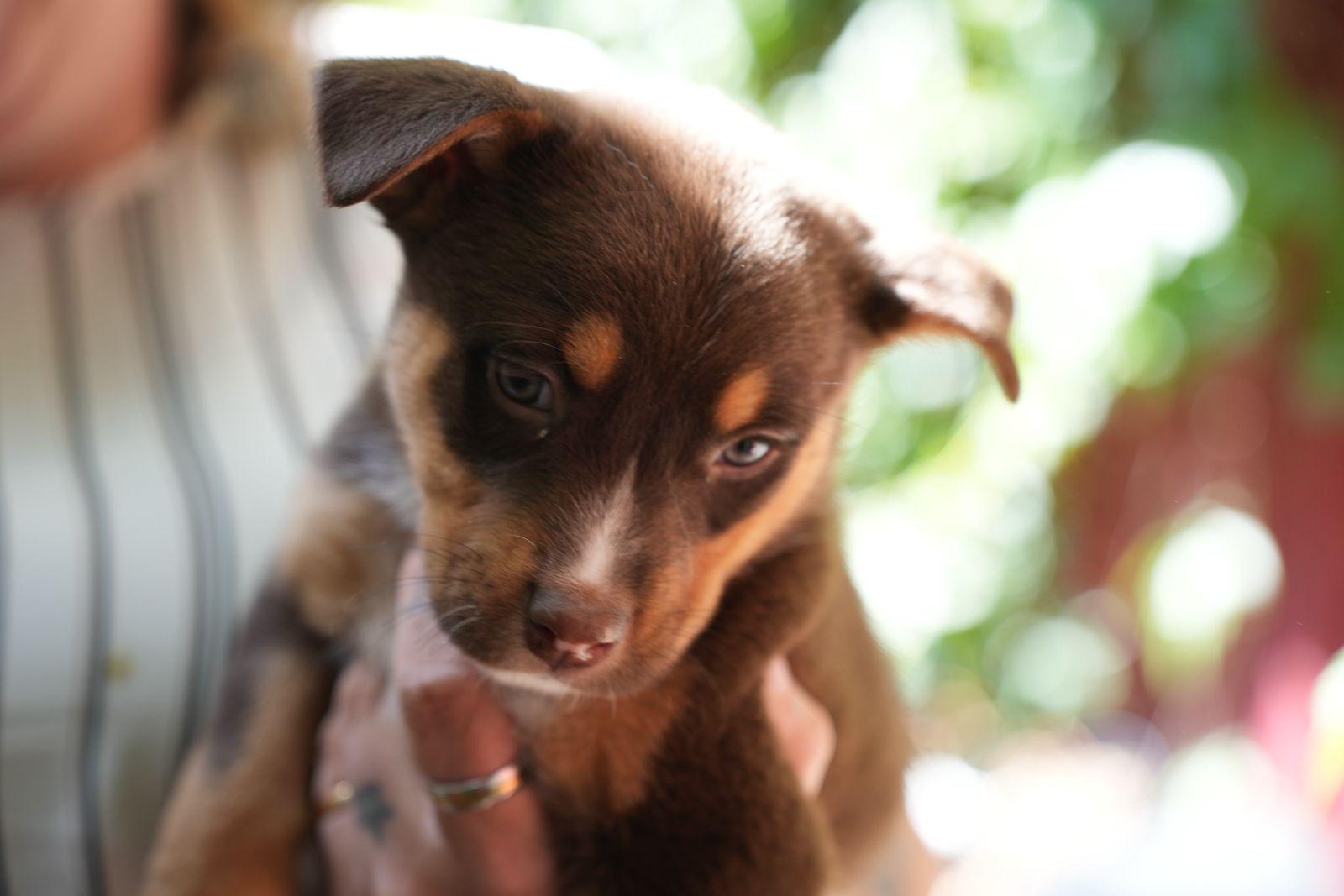 Enlarge Lucy, a ADOPTABLE mixed breed in Saskatoon, SK image 3/6