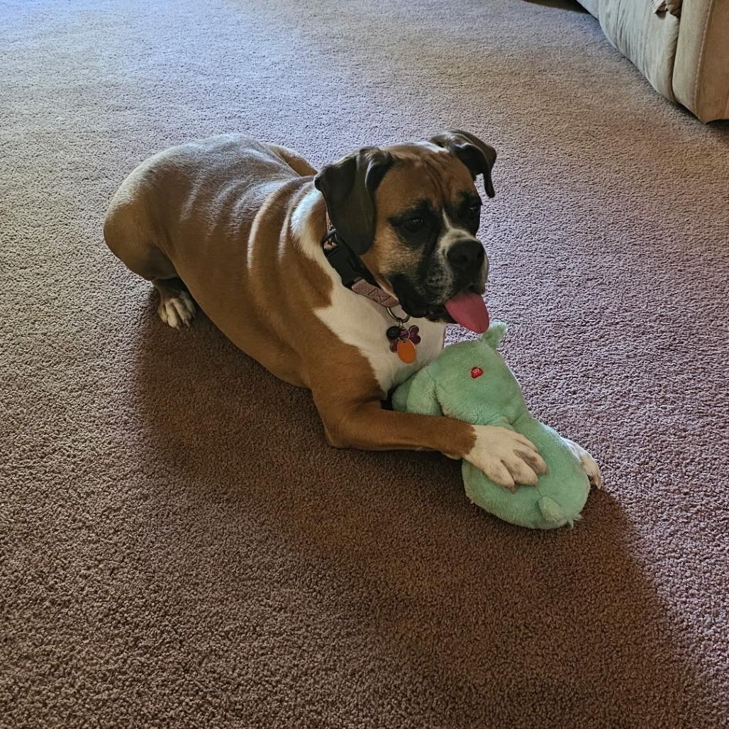 Enlarge Hailey, a ADOPTABLE Boxer in Tallahassee, FL image 4/6