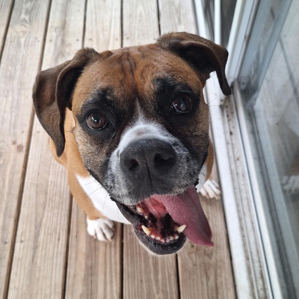 Enlarge Hailey, a ADOPTABLE Boxer in Tallahassee, FL image 3/6