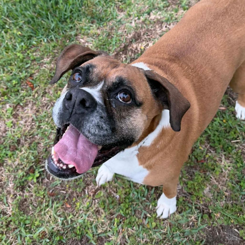 Enlarge Hailey, a ADOPTABLE Boxer in Tallahassee, FL image 5/6