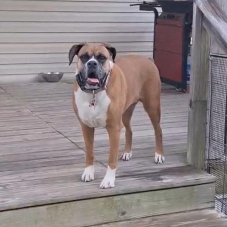 Enlarge Hailey, a ADOPTABLE Boxer in Tallahassee, FL image 2/6