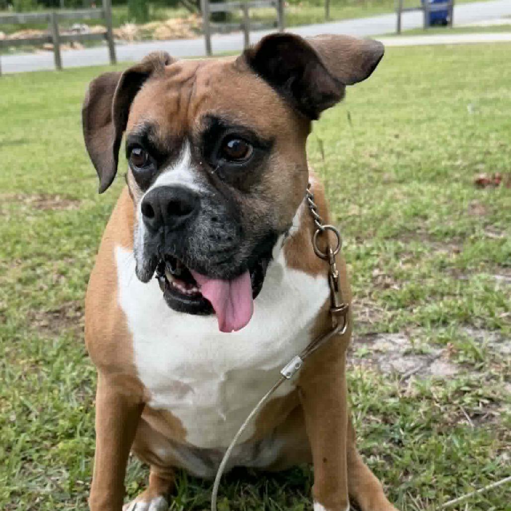 Enlarge Hailey, a ADOPTABLE Boxer in Tallahassee, FL image 1/6