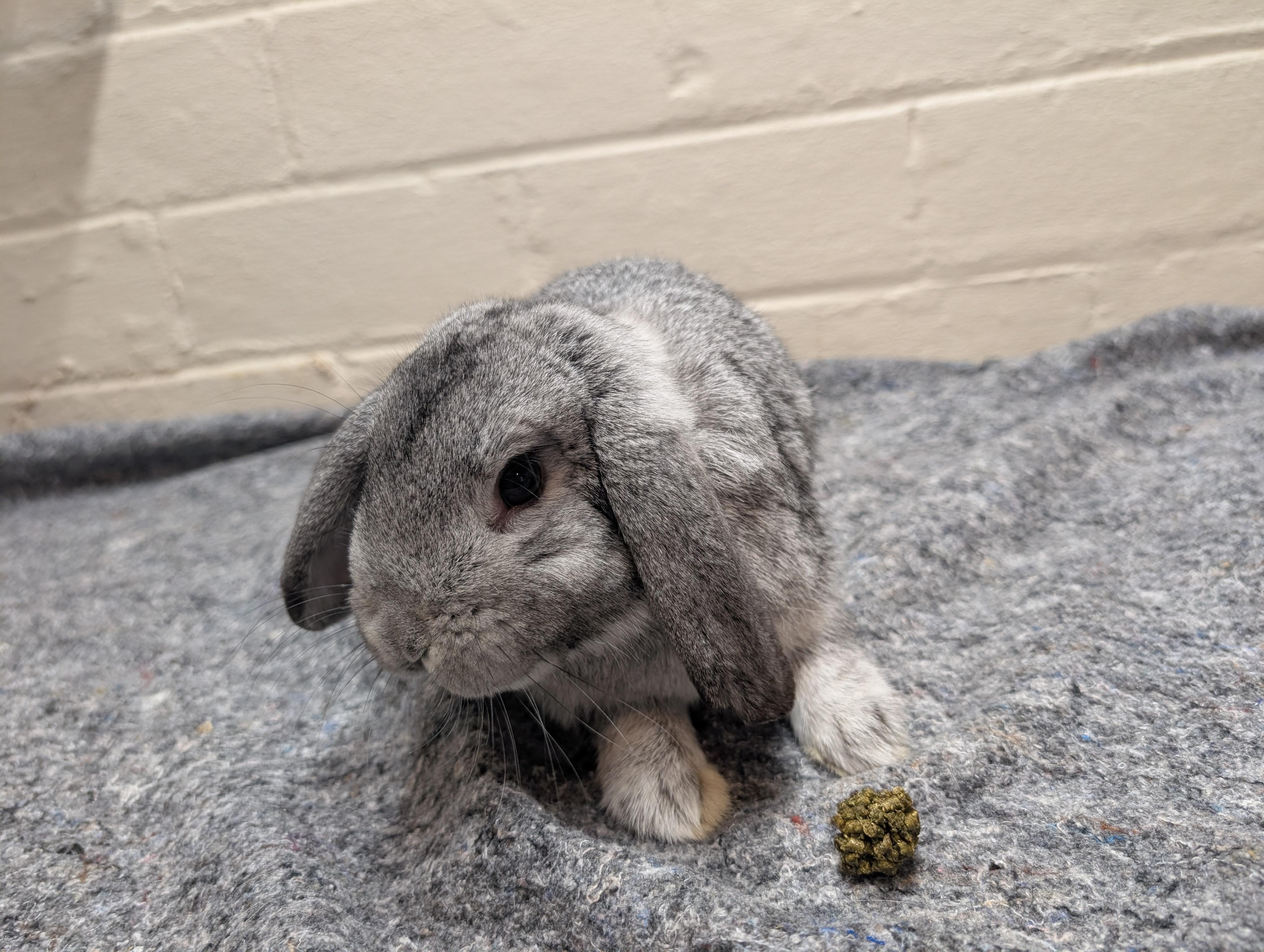 Enlarge Yarrow, a ADOPTABLE Lop Eared in Canal Fulton, OH image 1/1