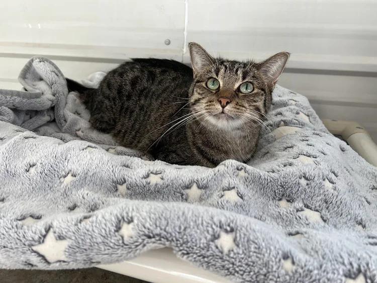 Otter, a Adoptable Domestic Short Hair in Winona, MN image 1/5