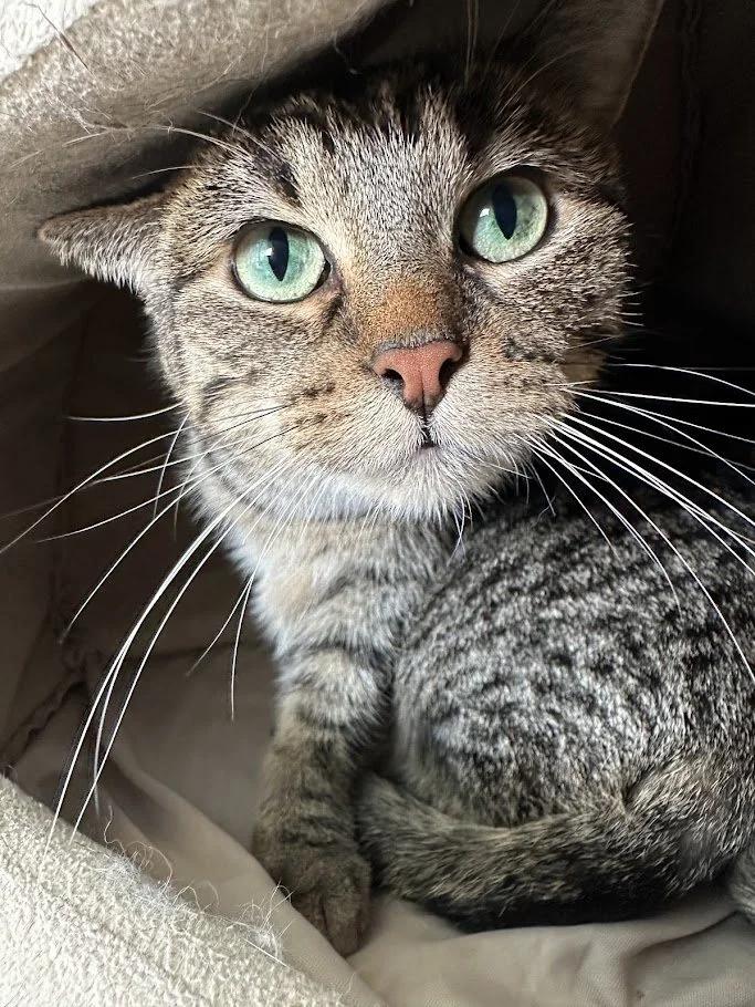 Otter, a Adoptable Domestic Short Hair in Winona, MN image 2/5