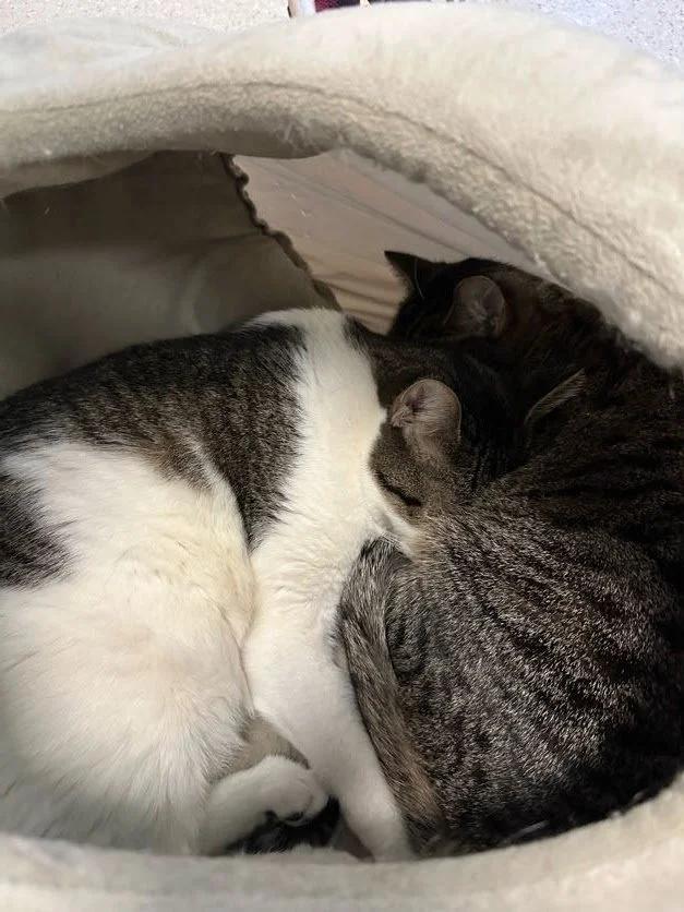 Otter, a Adoptable Domestic Short Hair in Winona, MN image 3/5