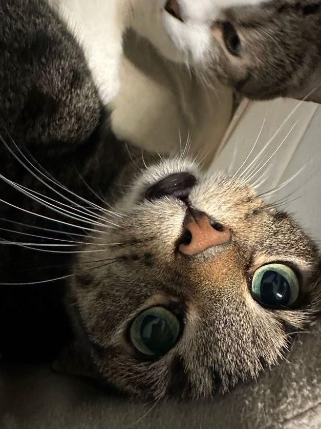 Otter, a Adoptable Domestic Short Hair in Winona, MN image 4/5