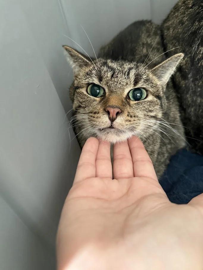 Otter, Adoptable, Adult Male Domestic Short Hair.