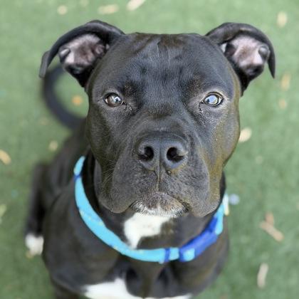Cole, adoptable, Puppy Male Pit Bull Terrier.