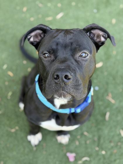 Cole, an adoptable mixed breed in Sacramento, CA image 3/3