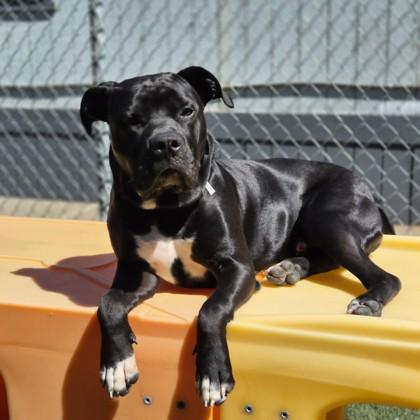 Cole, an adoptable mixed breed in Sacramento, CA image 2/5