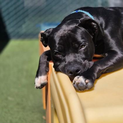 Cole, an adoptable mixed breed in Sacramento, CA image 3/5