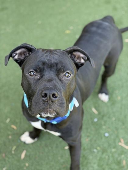 Cole, an adoptable mixed breed in Sacramento, CA image 2/3