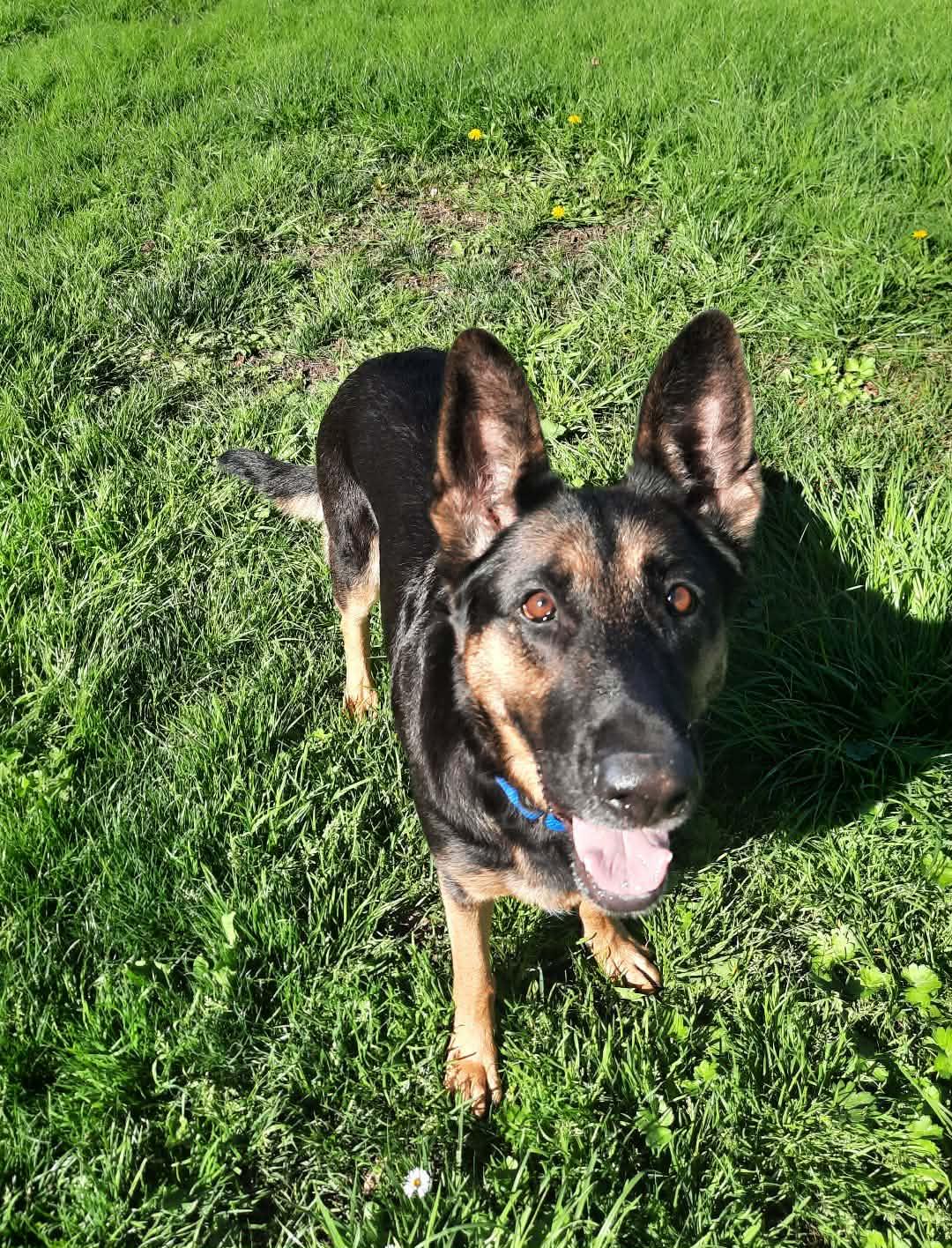 Enlarge Hildie Girl, a ADOPTABLE German Shepherd Dog in Wilton, CA image 2/6