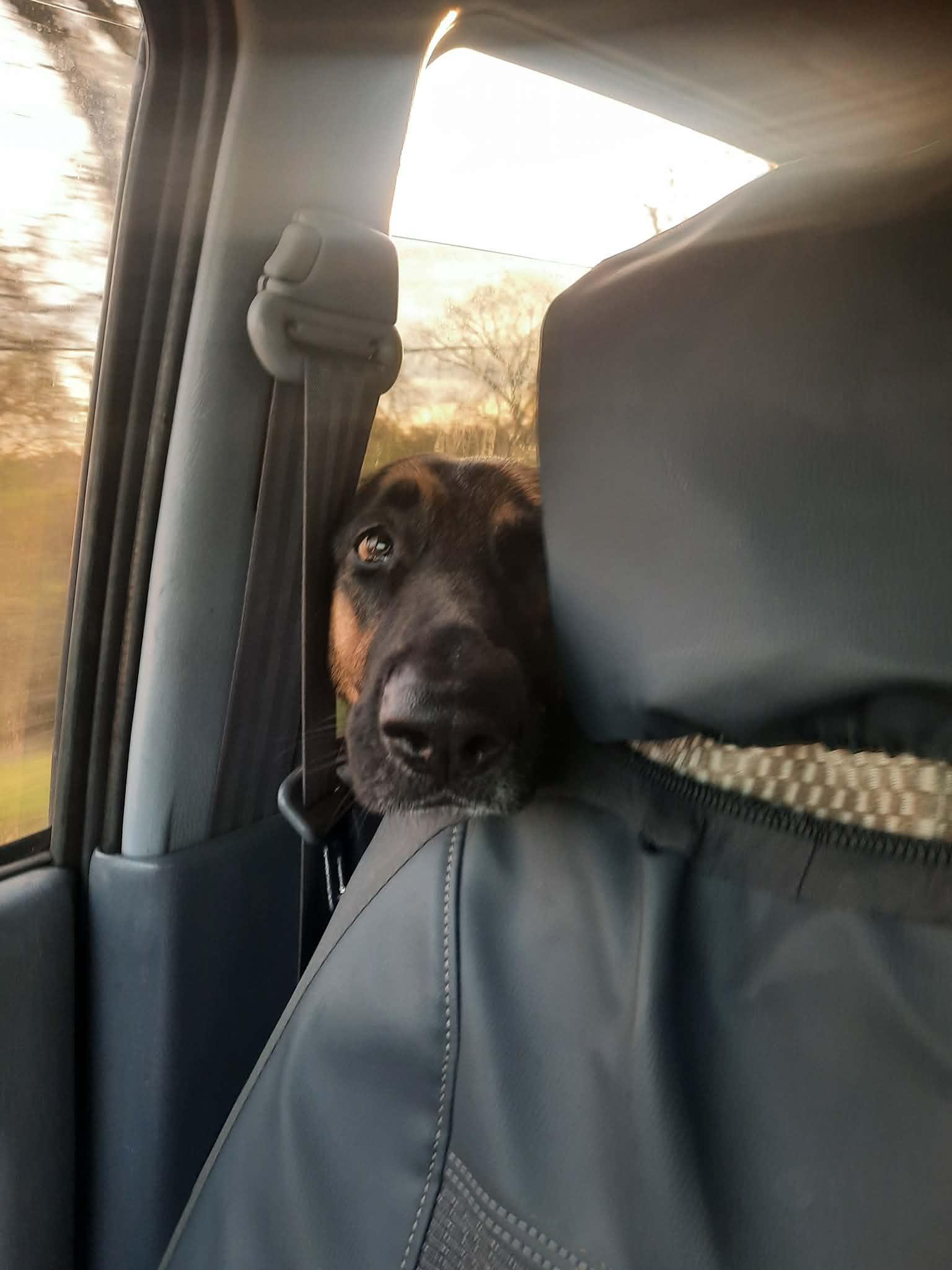 Enlarge Hildie Girl, a ADOPTABLE German Shepherd Dog in Wilton, CA image 5/6