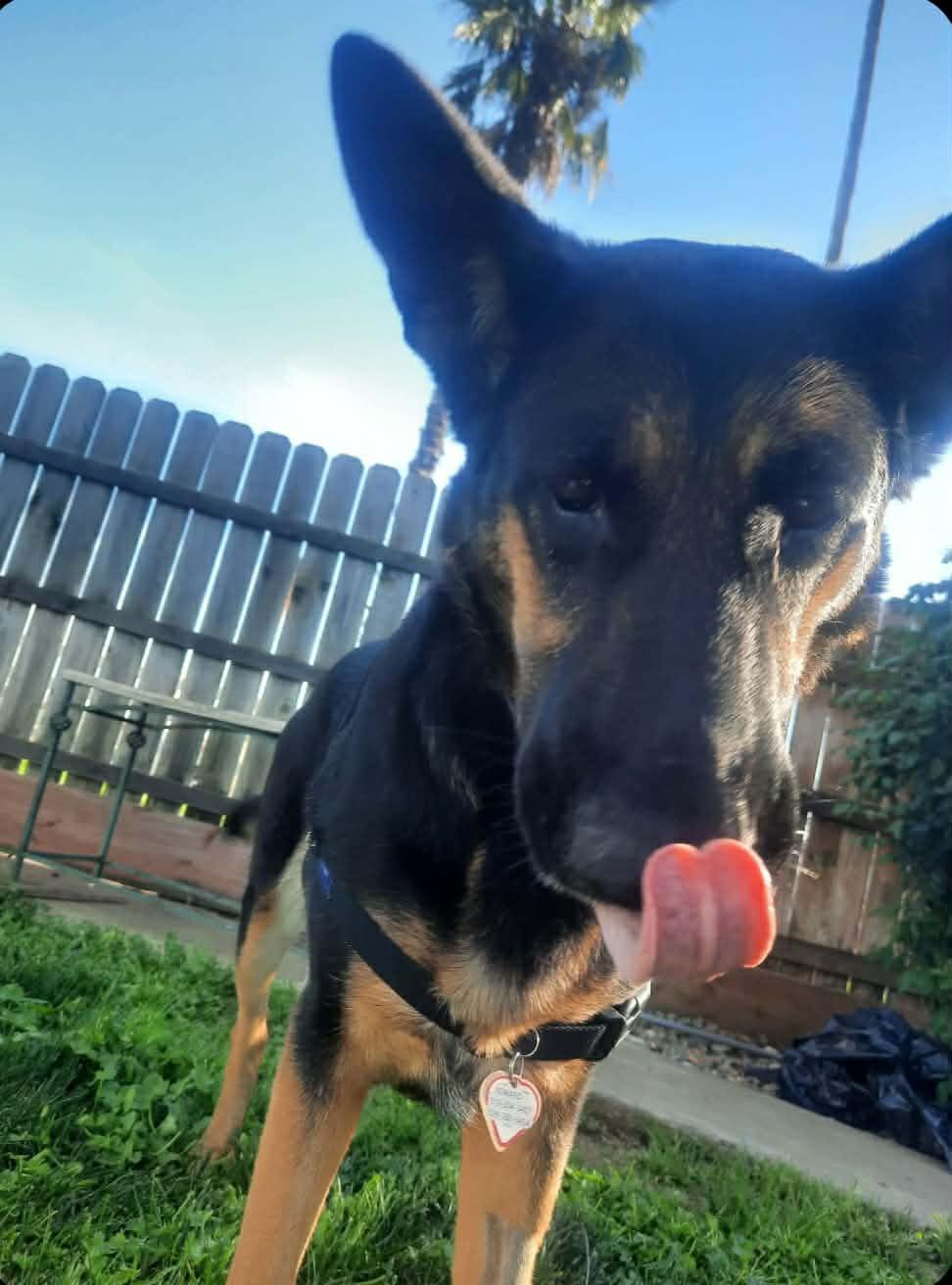 Enlarge Hildie Girl, a ADOPTABLE German Shepherd Dog in Wilton, CA image 4/6