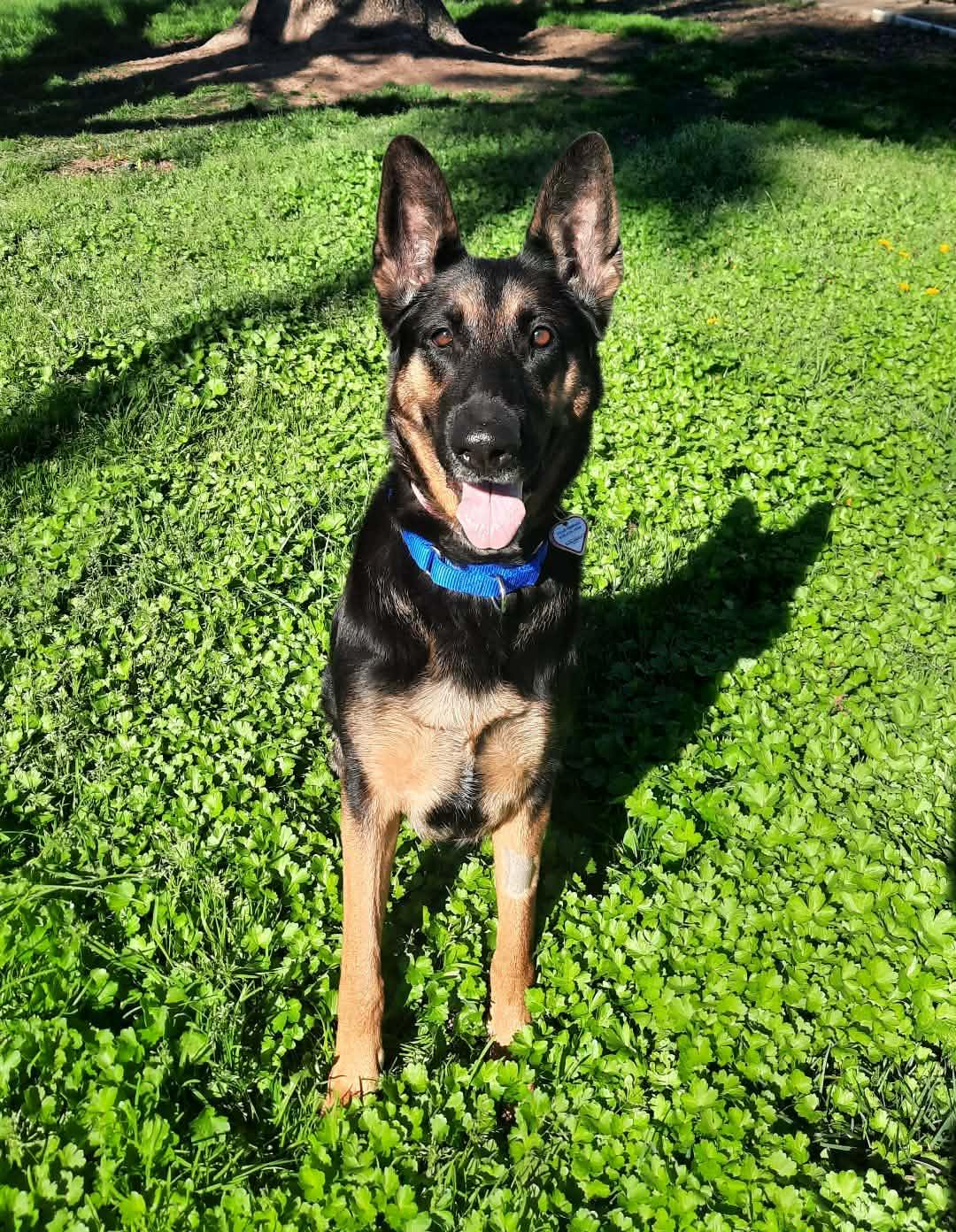 Enlarge Hildie Girl, a ADOPTABLE German Shepherd Dog in Wilton, CA image 1/6
