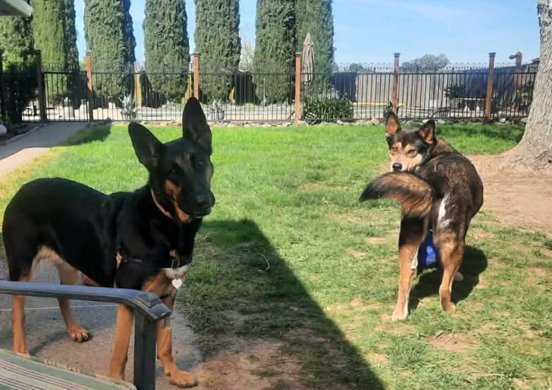 Enlarge Hildie Girl, a ADOPTABLE German Shepherd Dog in Wilton, CA image 3/6