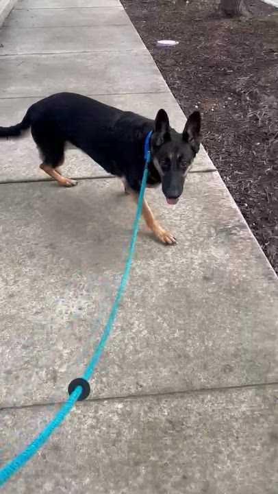 Enlarge Hildie Girl, a ADOPTABLE German Shepherd Dog in Wilton, CA video 6/6