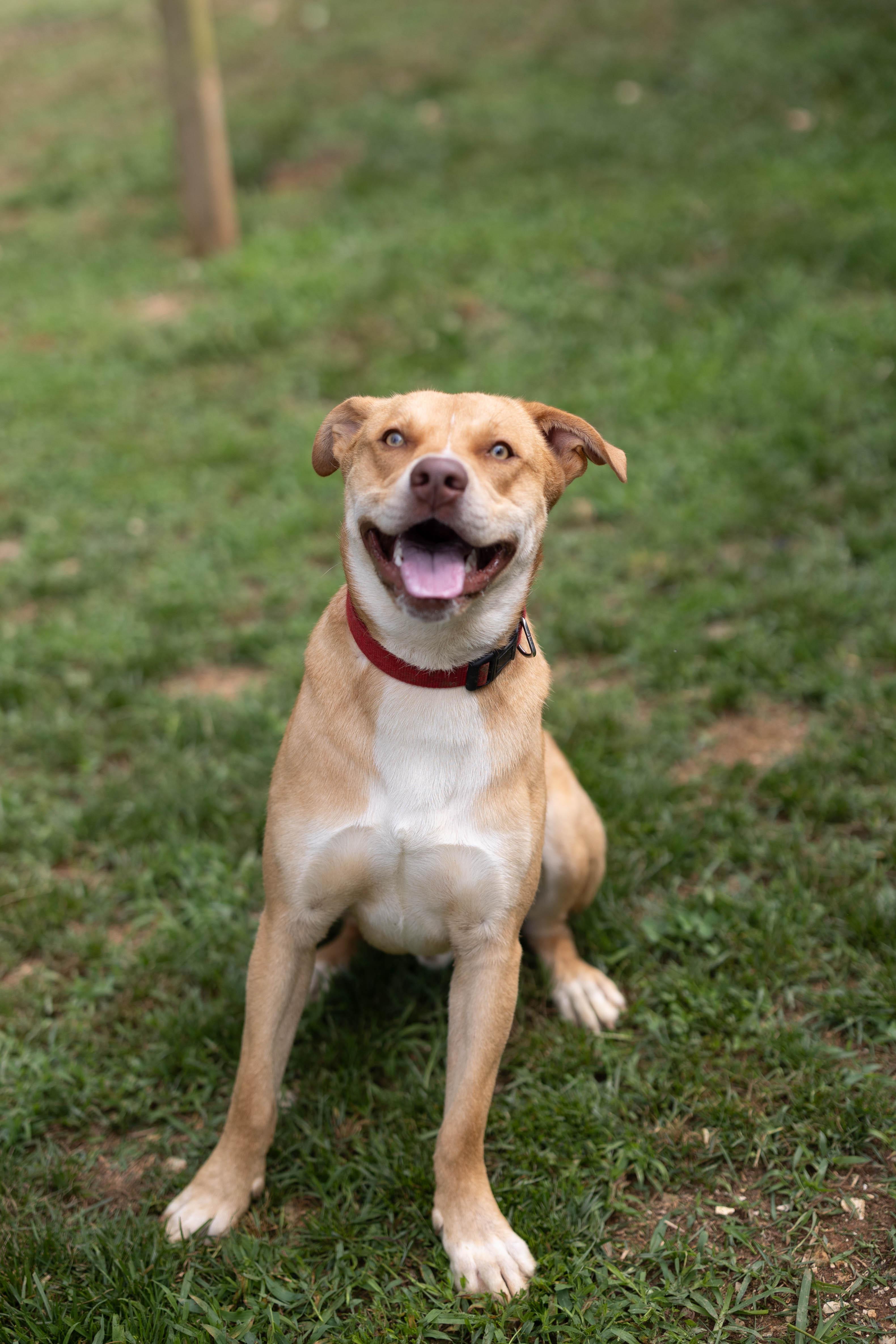 Enlarge Noah, a Adoptable mixed breed in Talbott, TN image 4/4