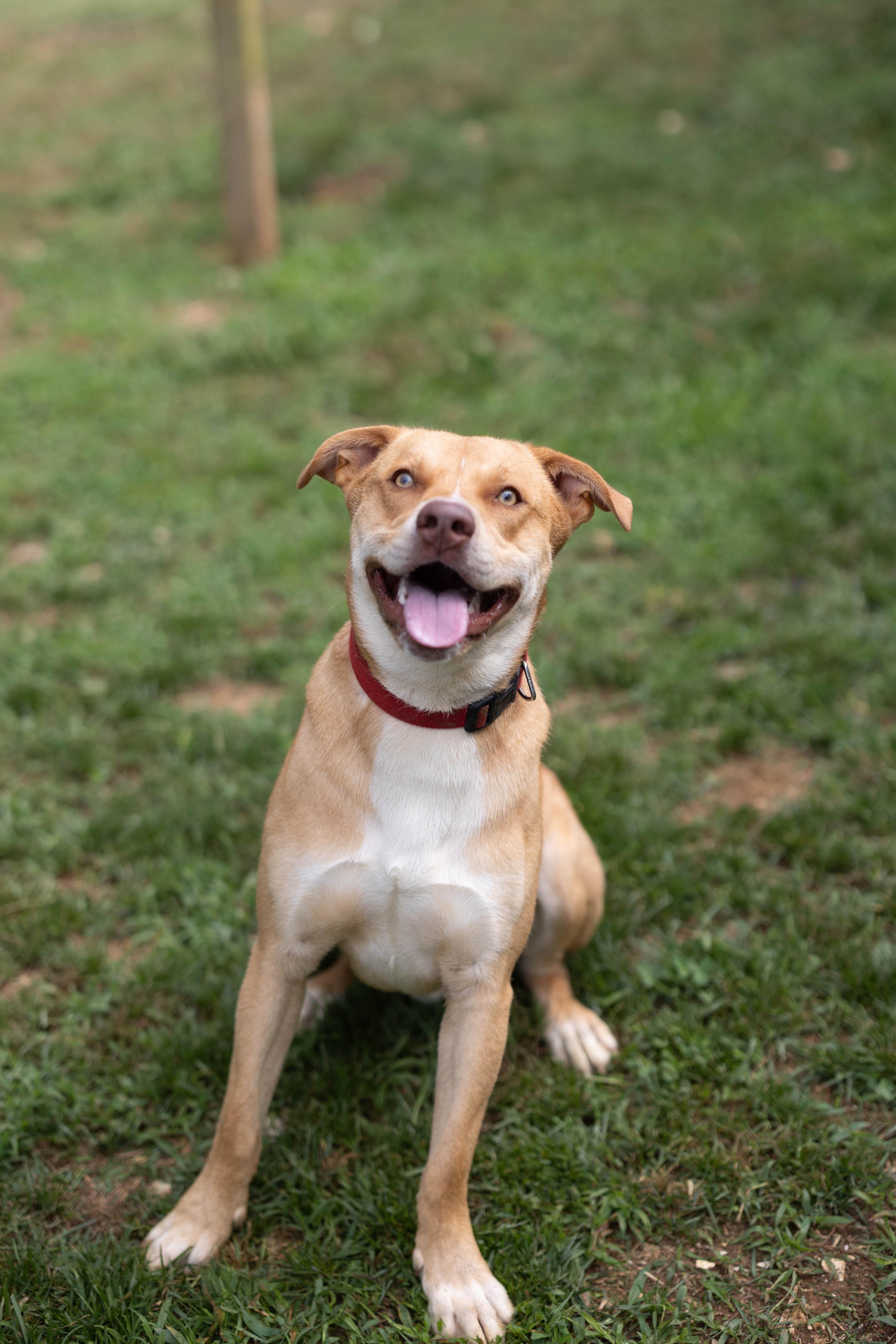 Enlarge Noah, a Adoptable mixed breed in Talbott, TN image 2/4