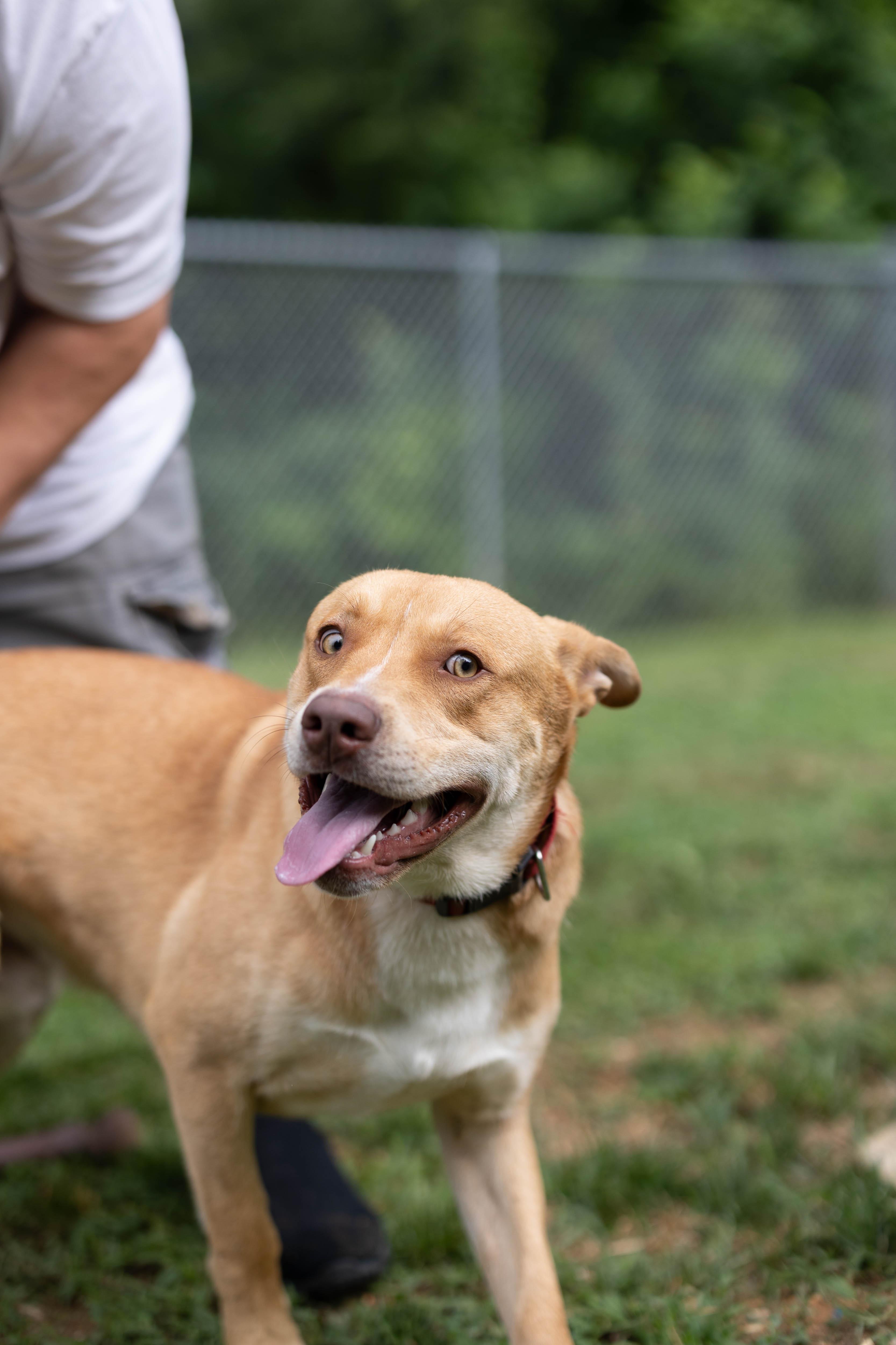 Enlarge Noah, a Adoptable mixed breed in Talbott, TN image 1/4