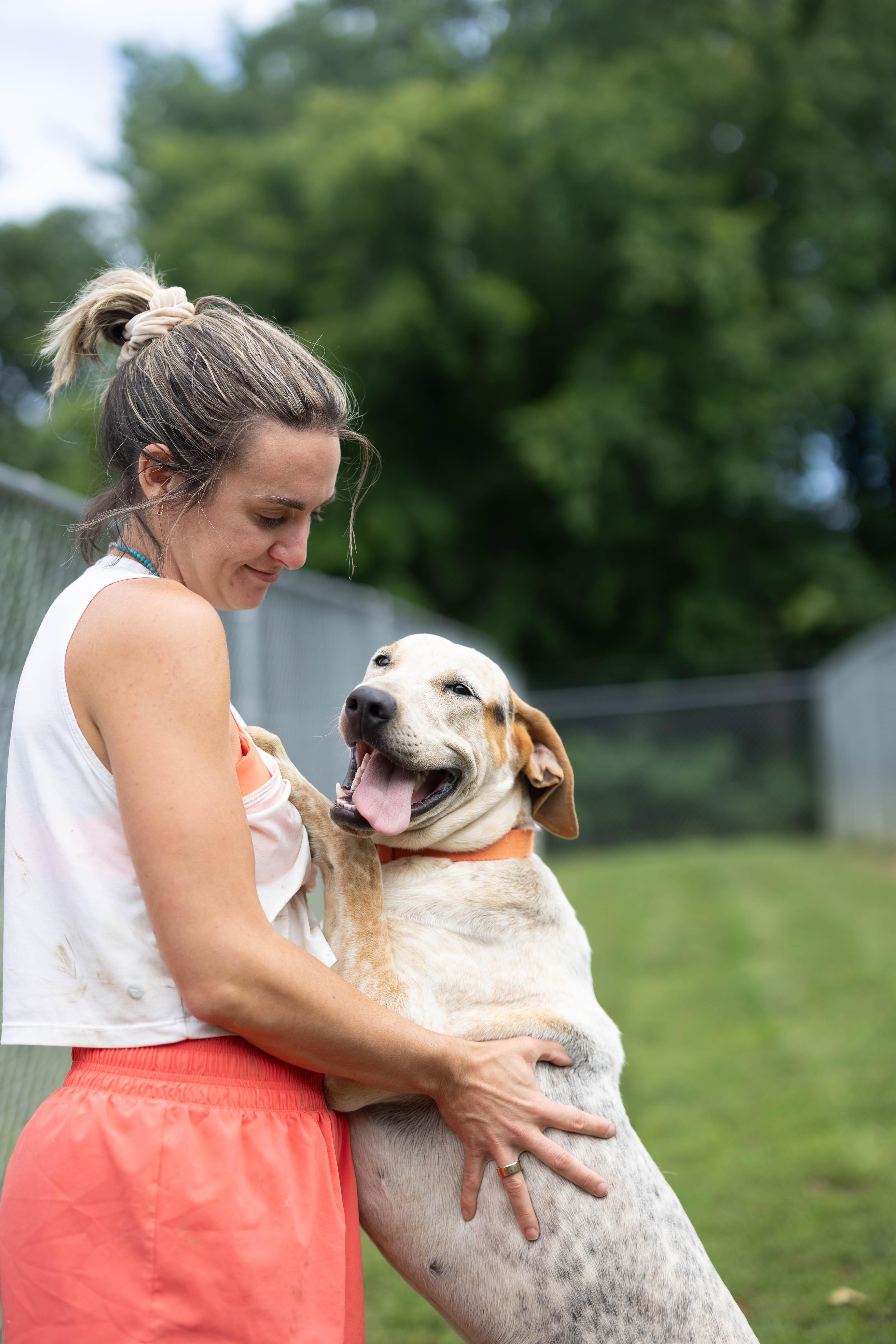 Enlarge Noah, a Adoptable mixed breed in Talbott, TN image 3/4