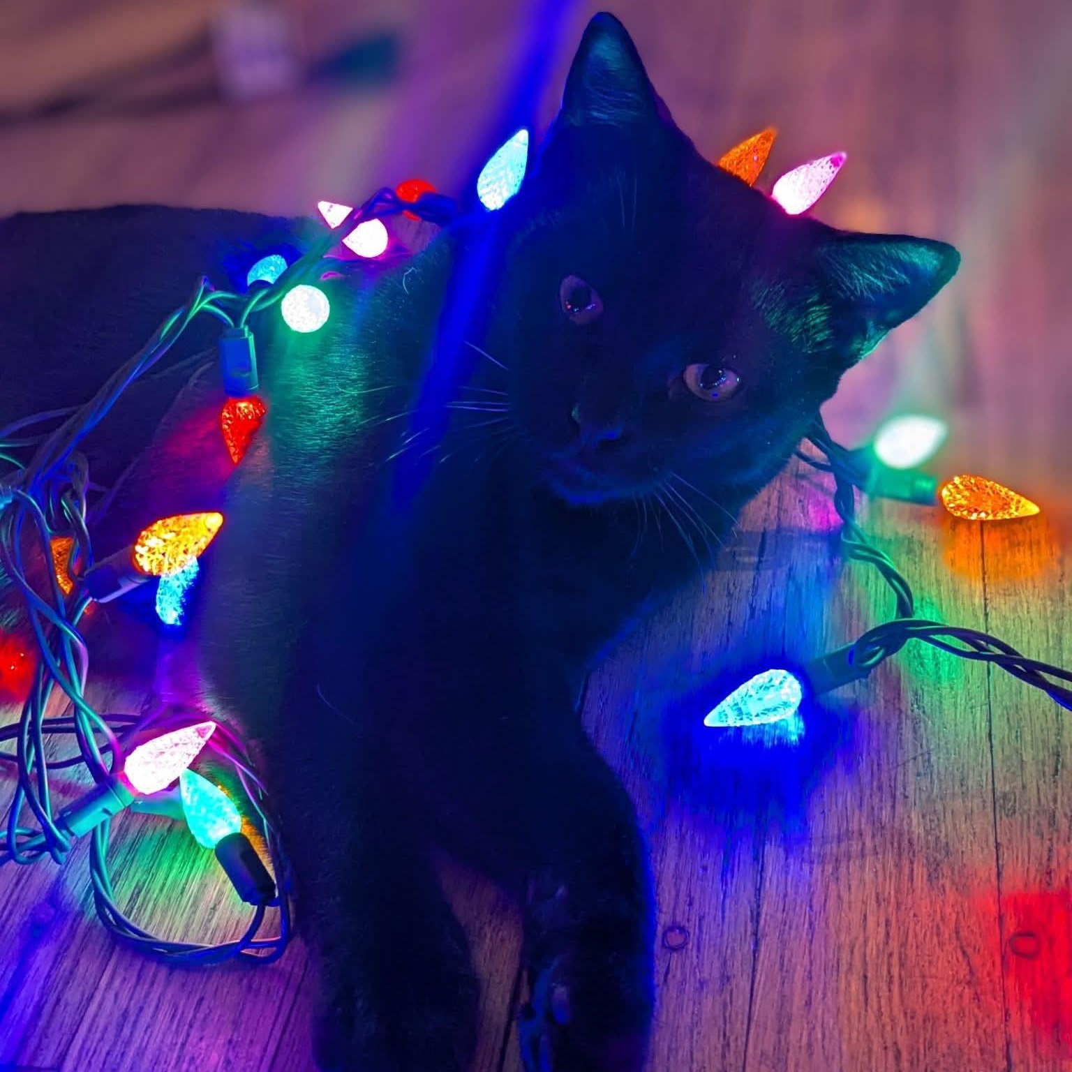 Hopper, a Adoptable Domestic Short Hair in Kentwood, MI image 1/3