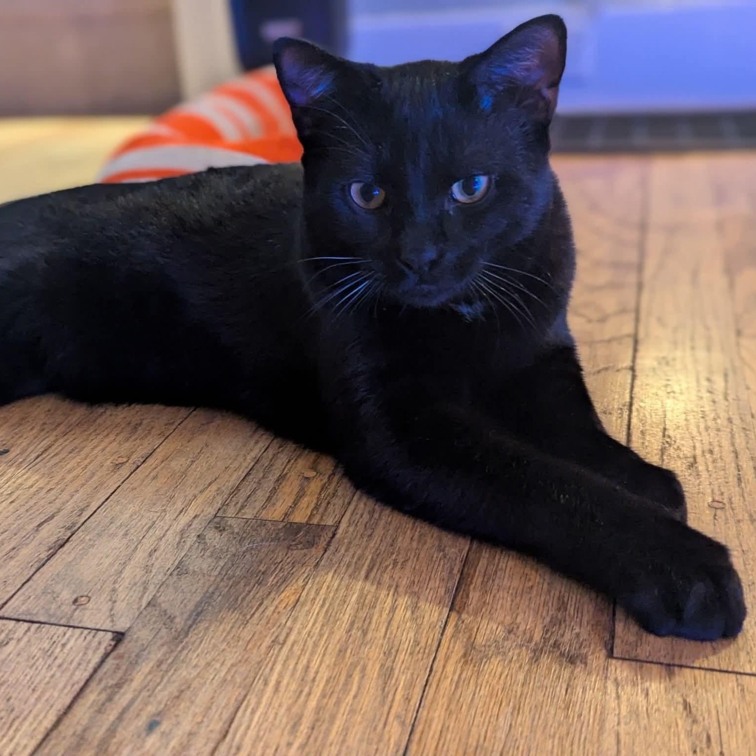 Hopper, Adoptable, Kitten Male Domestic Short Hair.