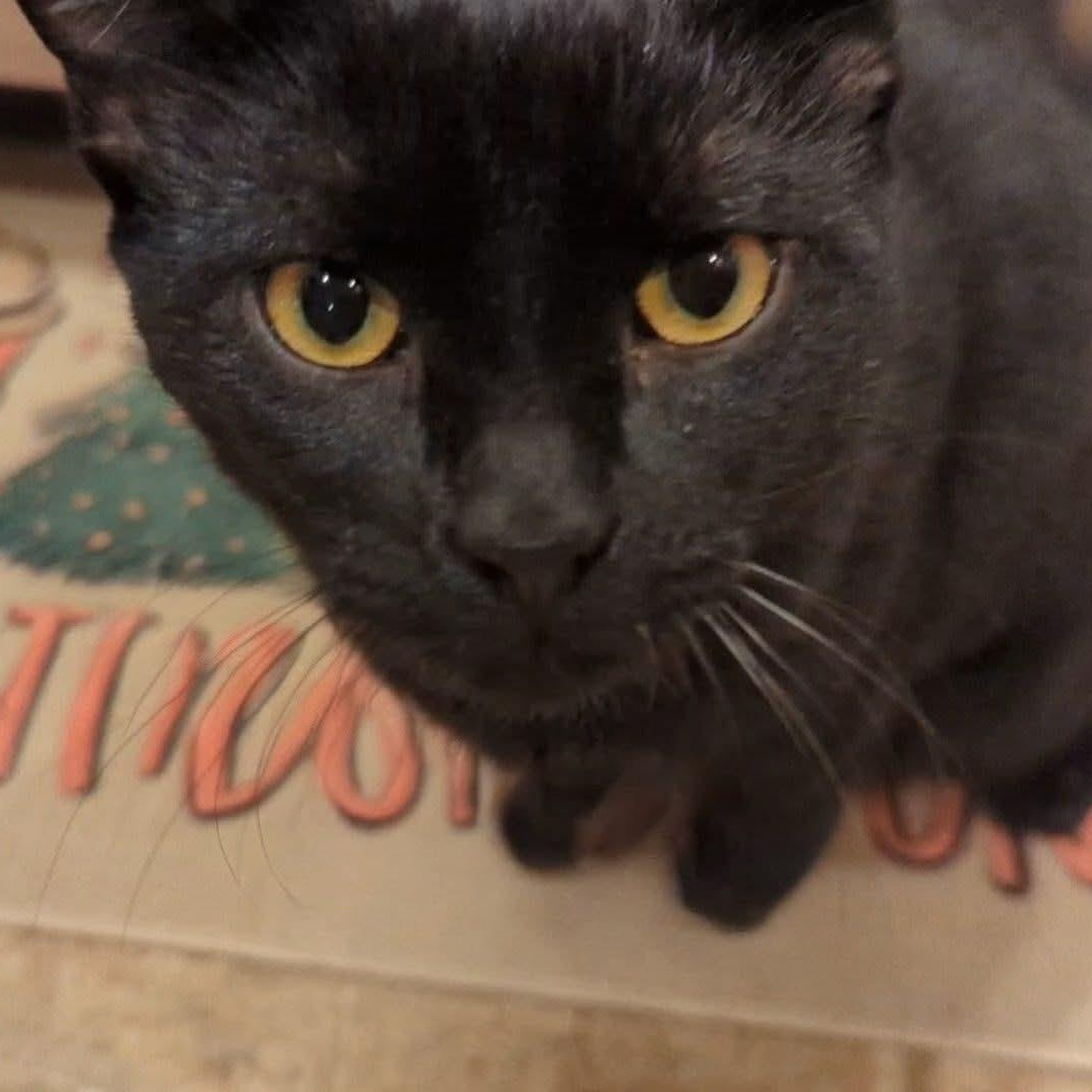 Hopper, a Adoptable Domestic Short Hair in Kentwood, MI image 3/3